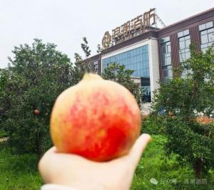 金秋十月摘石榴，我们把丰收与欢笑一起装满！